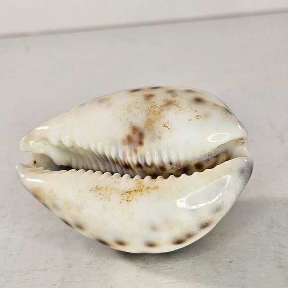 Tiger Cowrie Sea Shell Glossy Brown & White Spotted Ocean Decor - Picture 6 of 8